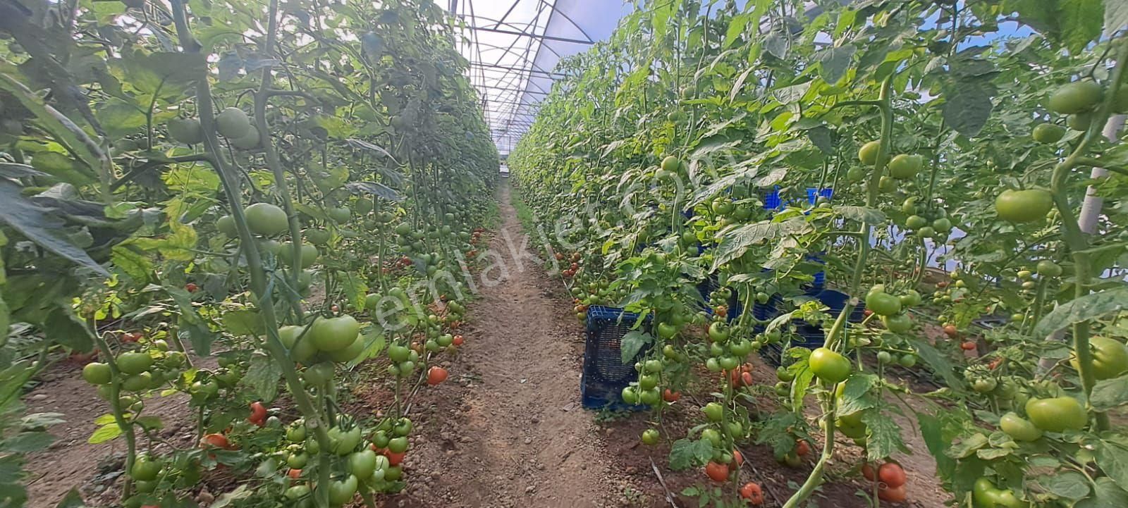 Antalya Manavgat Yavrudoğan Da Usanmaz Emlaktan Satılık Sera - Görsel 27