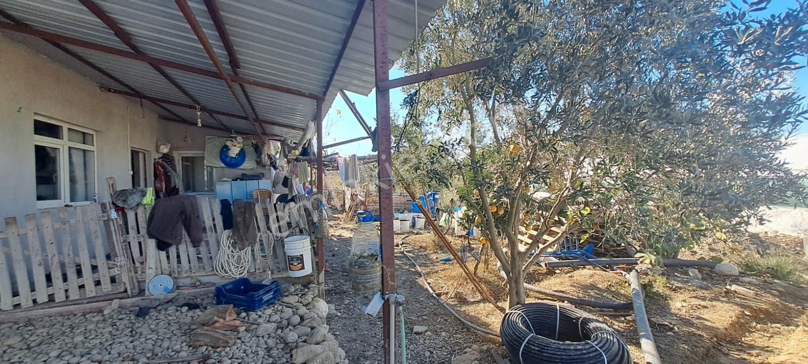 Antalya Manavgat Yavrudoğan Da Usanmaz Emlaktan Satılık Sera - Görsel 6