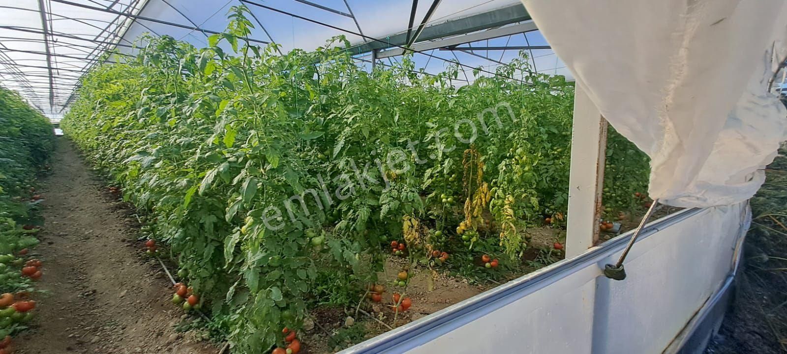 Antalya Manavgat Yavrudoğan Da Usanmaz Emlaktan Satılık Sera - Görsel 33