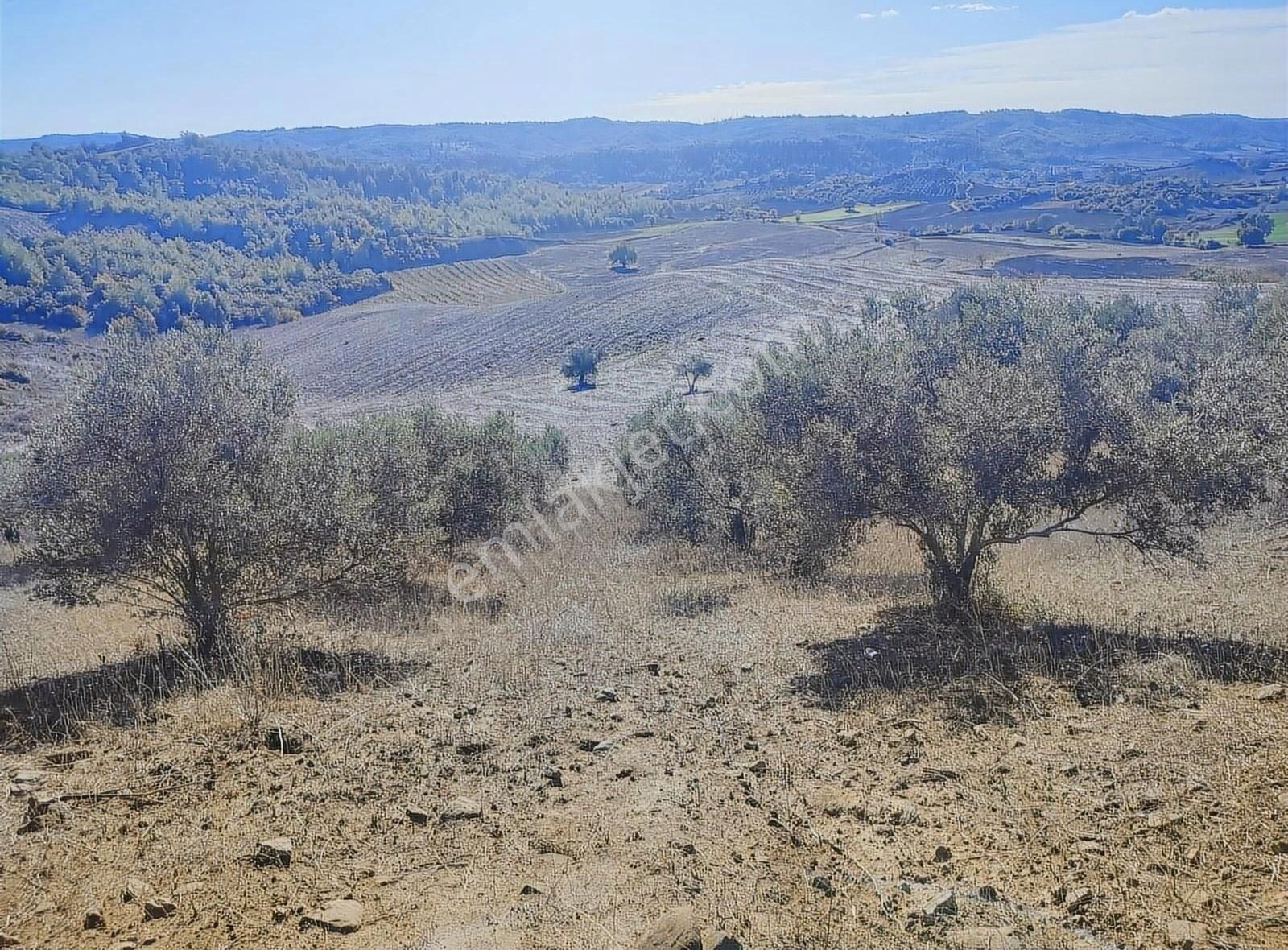 Karaisalı Kırıklı Satılık Tarla Boran Gayrimenkul'den Tek Tapu 42 Dönüm Arazi