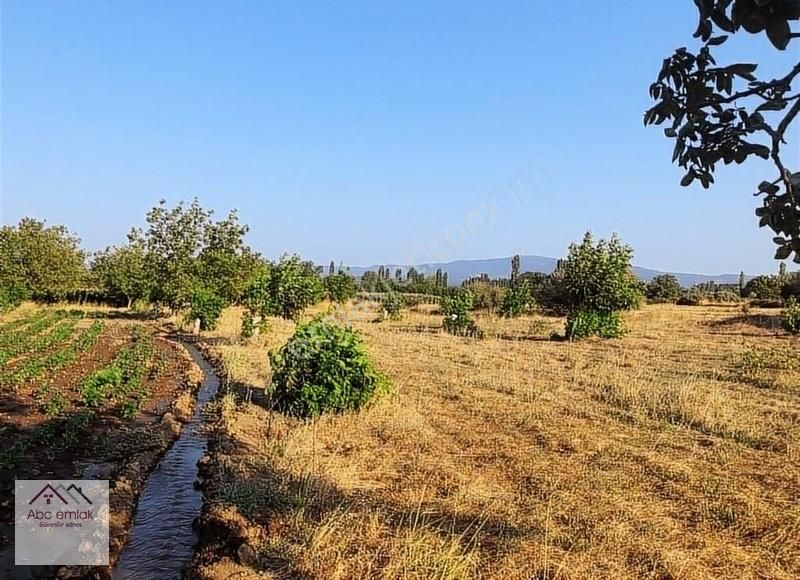 Savaştepe Sarıbeyler Satılık Bağ & Bahçe Aşılama Yapılmış Cevizlik