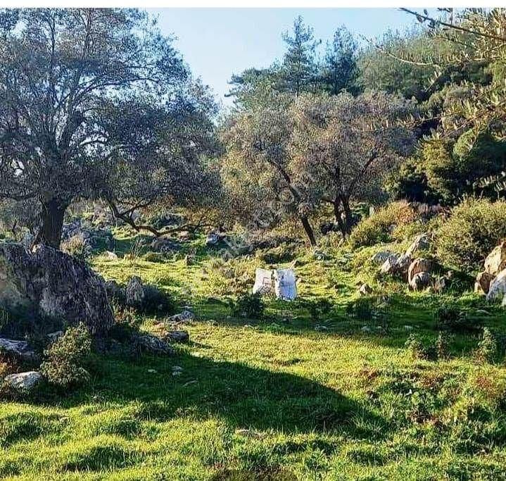 Milas Kalınağıl Satılık Zeytinlik Milas Kalınağıl'da Doğa Güzellikleri İçinde Satılık Arazi