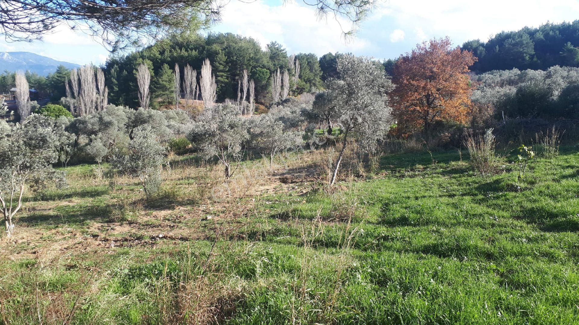 Buca Doğancılar'da Satılık Tarla - Görsel 12