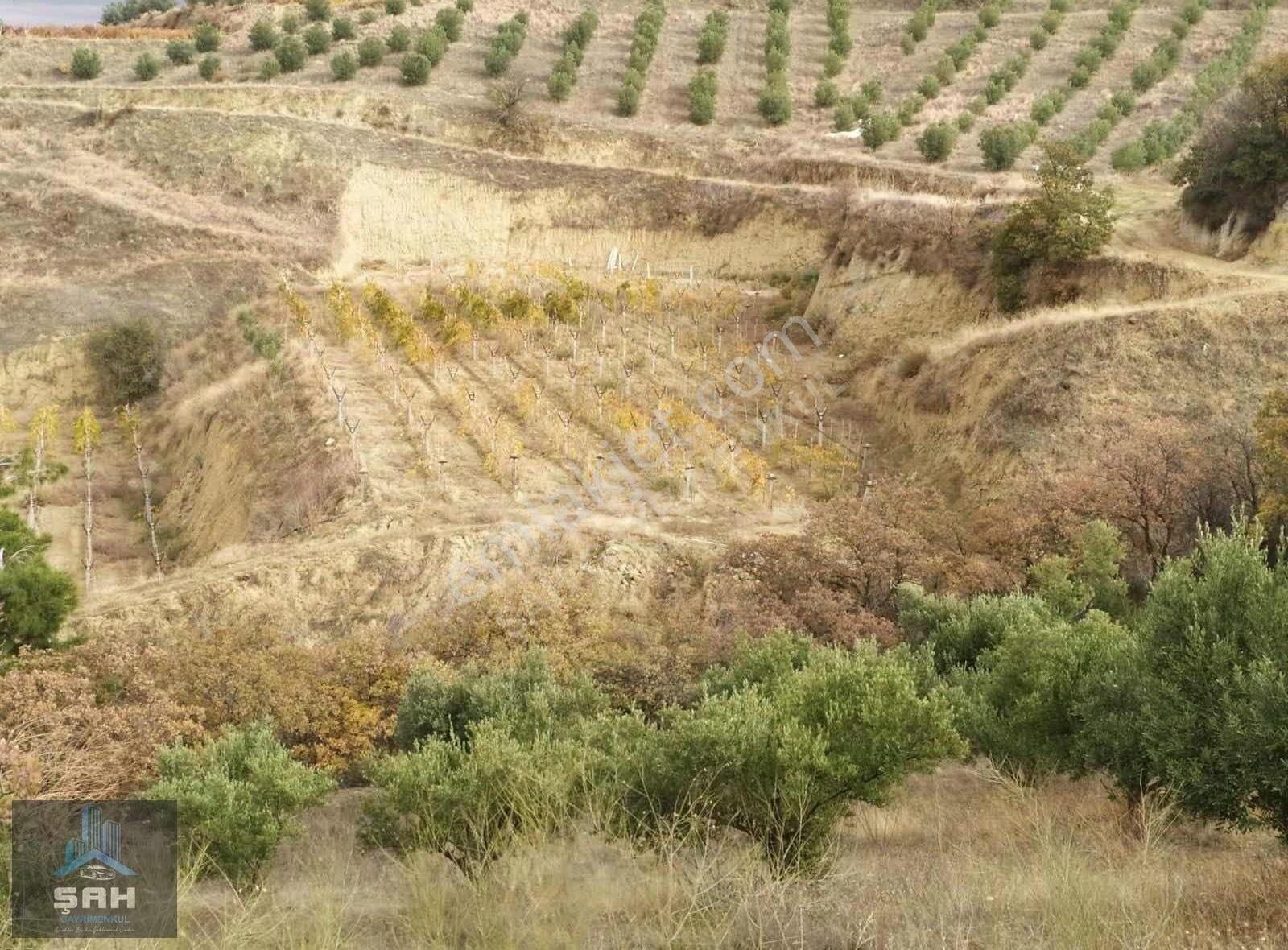 Alaşehir Kurudere Satılık Bağ & Bahçe Şah'tan Alaşehir Kurudere'de Verimi Güzel Olan Satılık Bağ