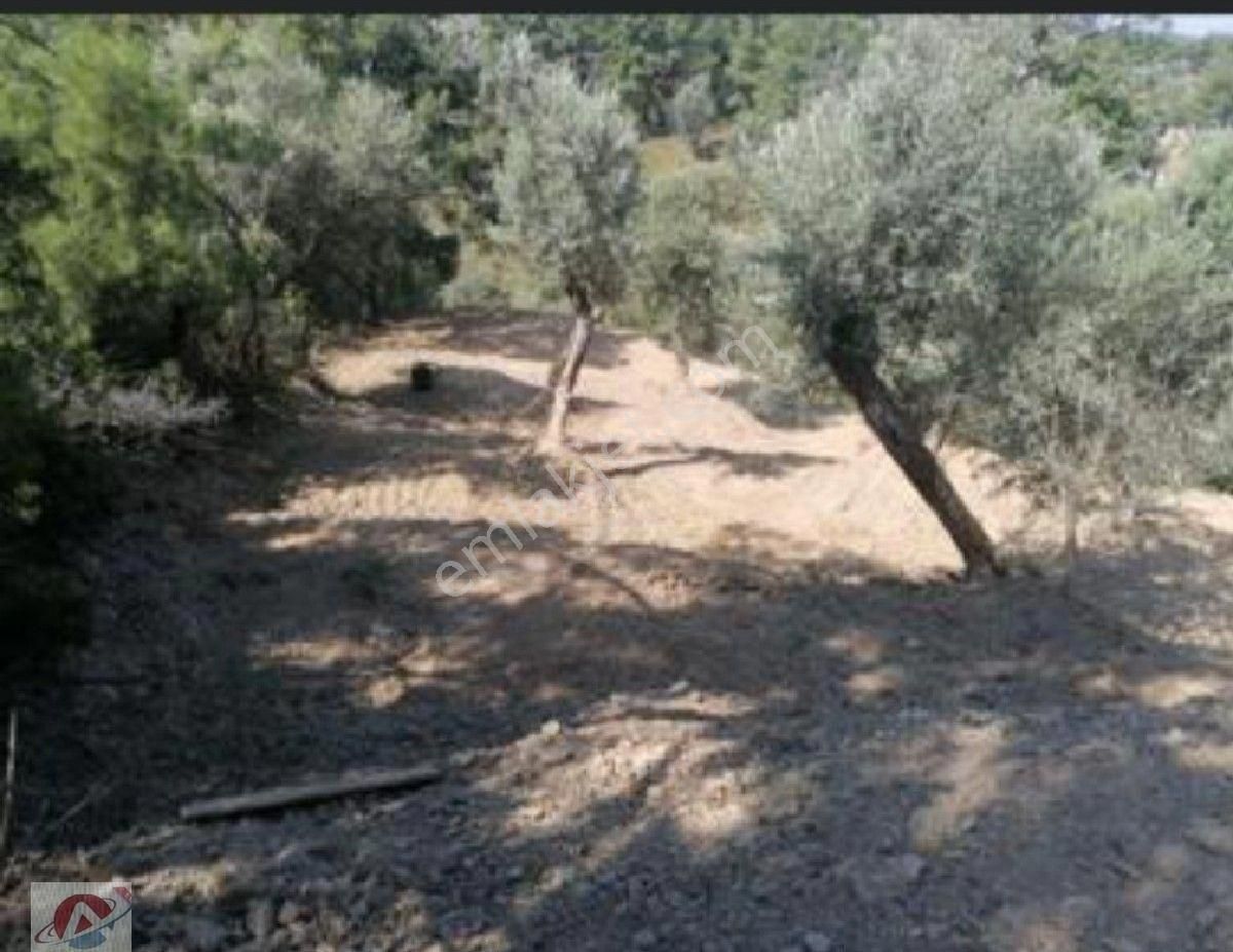 Eski Orhanlı Köyü Asfalt Ustü - Görsel 8