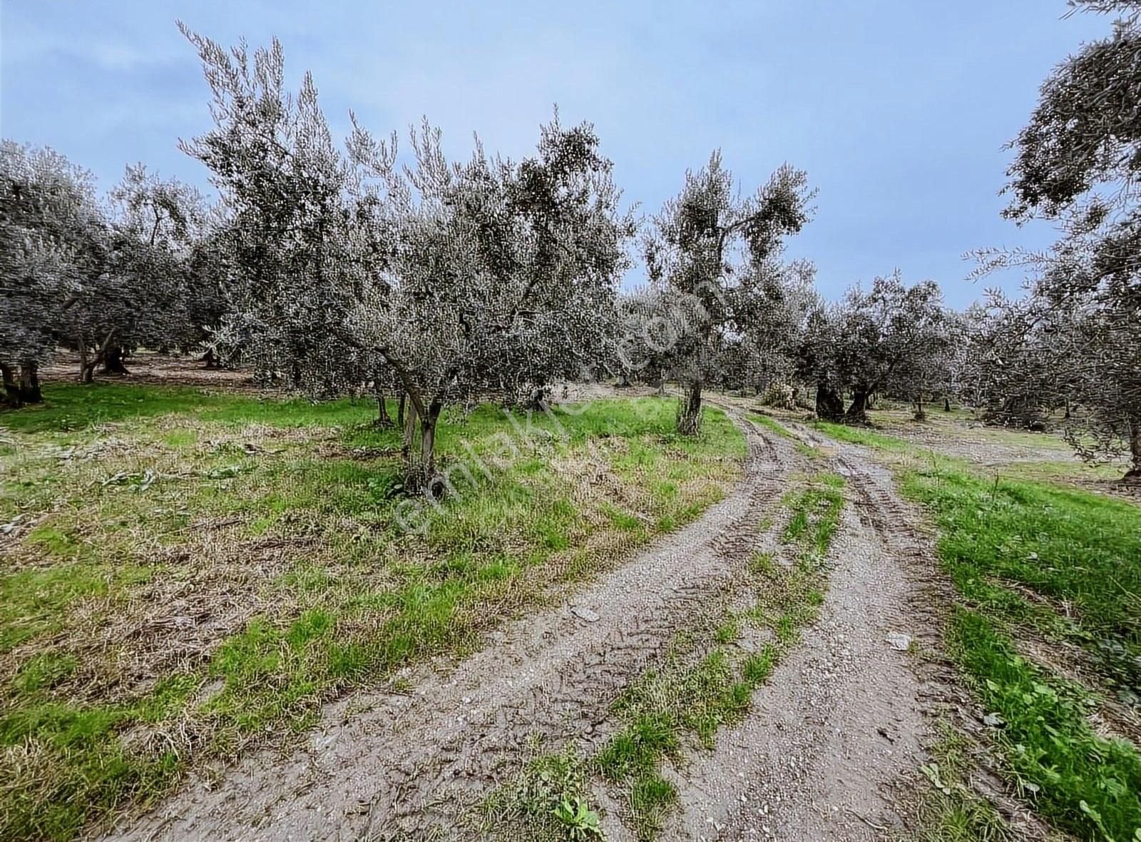 İznik Göllüce Satılık Zeytinlik Göllüce De' De Huzur Dolu Bir Yaşam İçin İdeal Zeytinlik