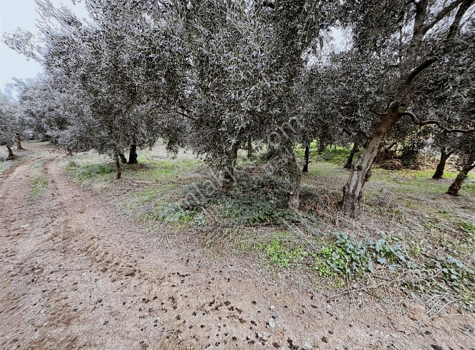 İznik Göllüce Satılık Zeytinlik İznik Göllüce' De Harika Konumda Kupon Zeytinlik