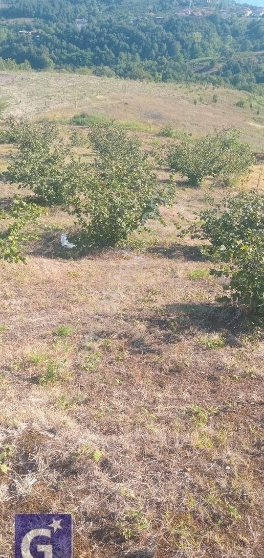 Ereğli Çamlıbel Köyü Satılık Tarla Zonguldak Ereğli Çamlıbel’de Güneri Emlak’tan Satılık Tarla