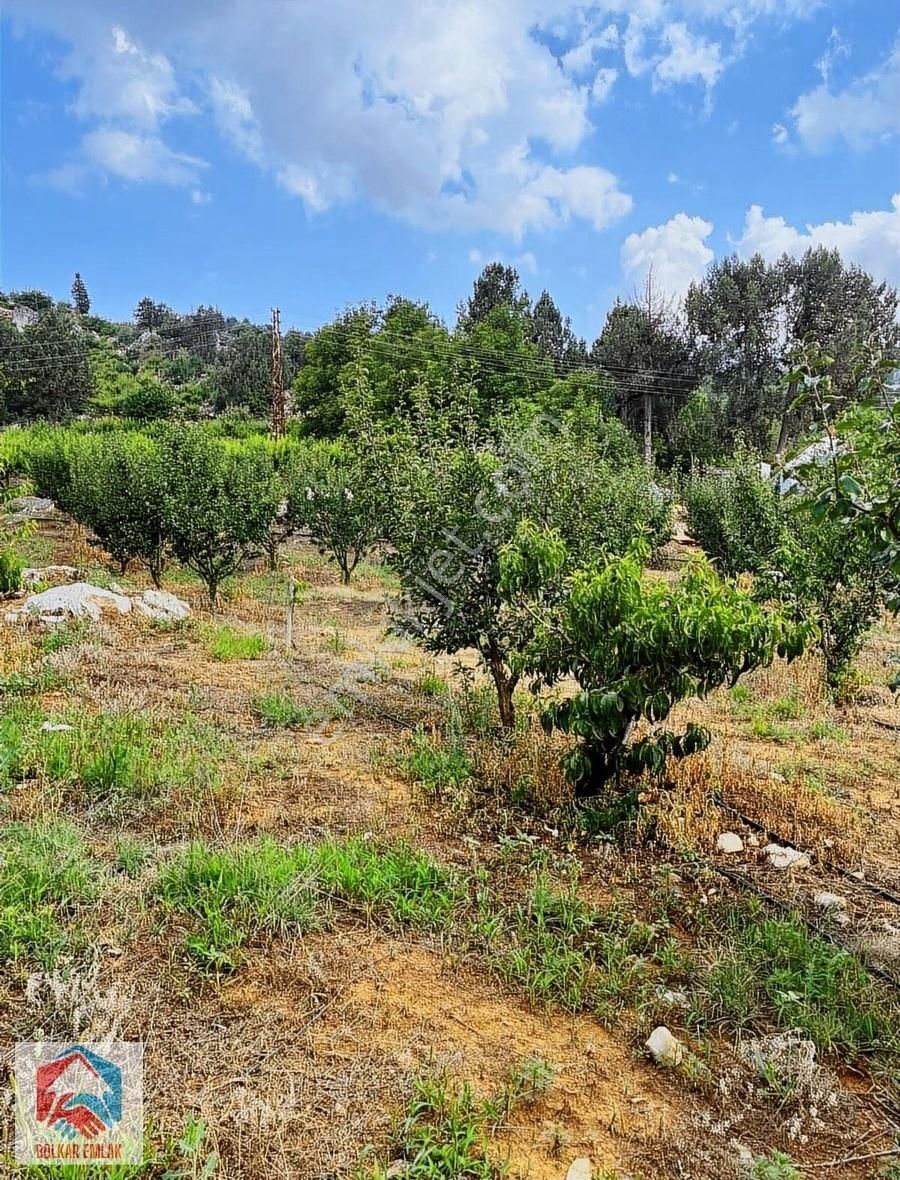 Arslanköy'de 2300 M² Karışık Meyve Bahçesi - Görsel 9