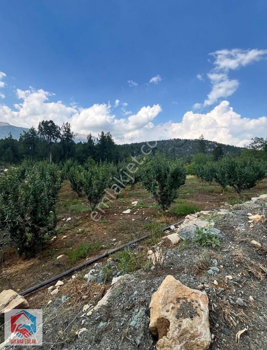 Arslanköy'de 2300 M² Karışık Meyve Bahçesi - Görsel 18