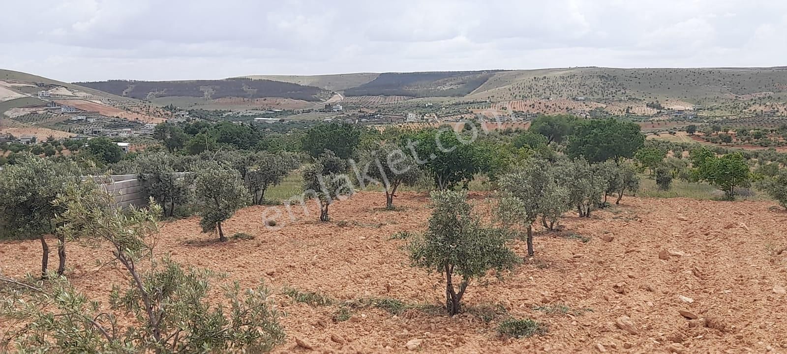 Şehitkamil Bilek Satılık Arazi Bilek Köyünde Satılık Arazi.