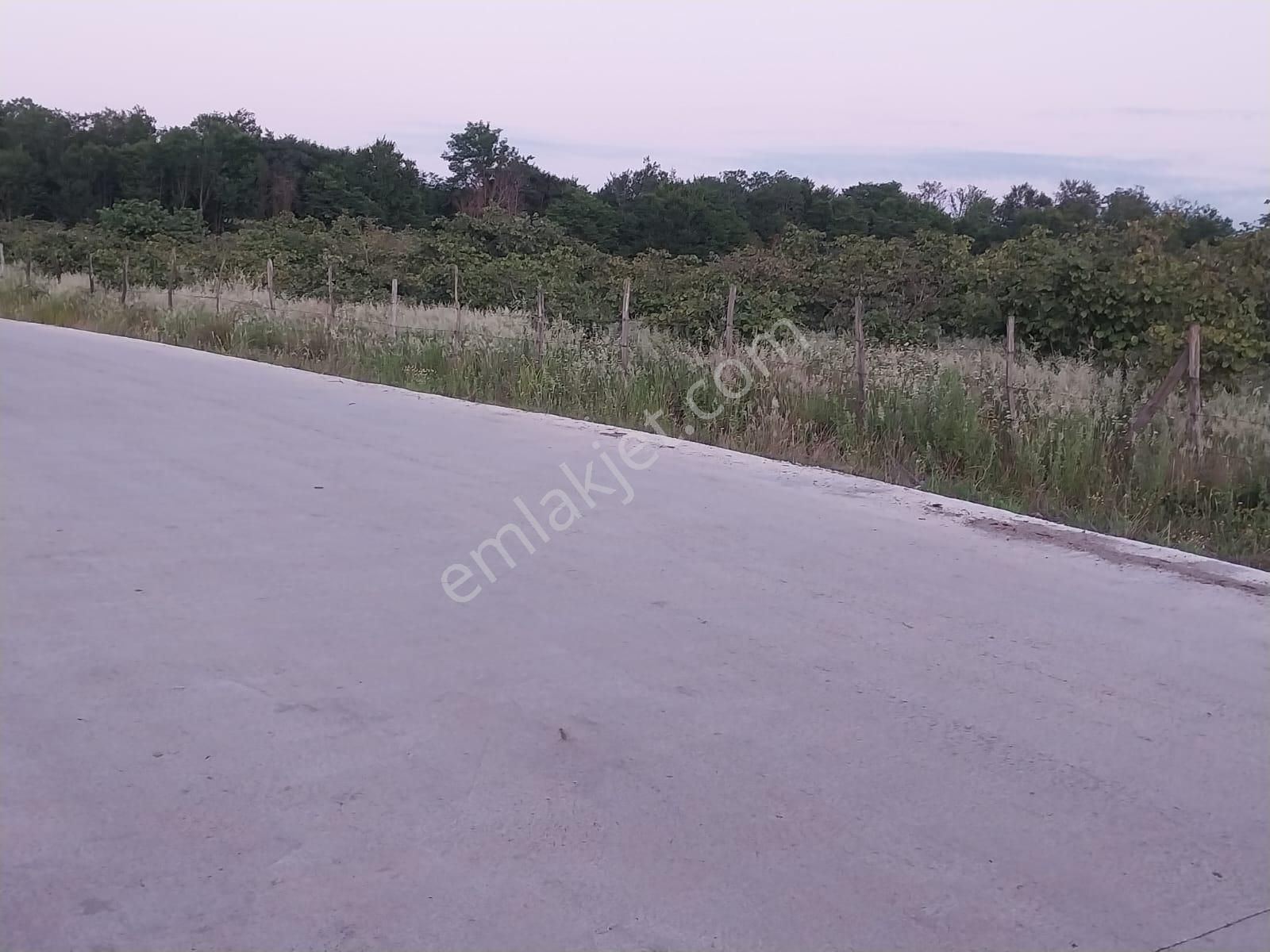 Terme Akçay Satılık Bağ & Bahçe Acil Satılık Sahibinden Yatırımlık Fındık Bahçesi