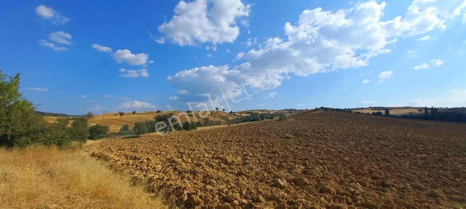 Gediz Yukarısusuz Köyü Satılık Tarla Kütahya Gediz Gelişime Açık Bölgede 3.955m2 Eğimsiz Satılık Arsa