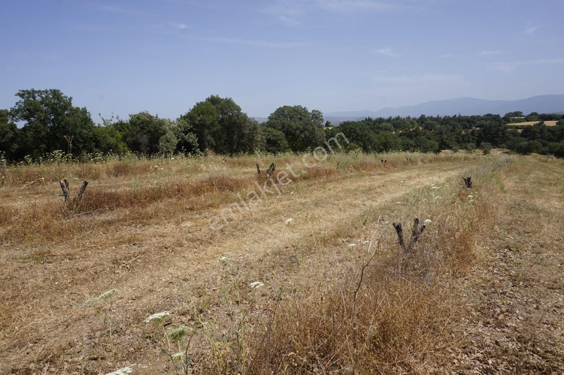 Bayramiç Yiğitaliler Köyü Satılık Tarla Çanakkale Bayramiç Yiğitler Köyü 27.842 M2 Tarla