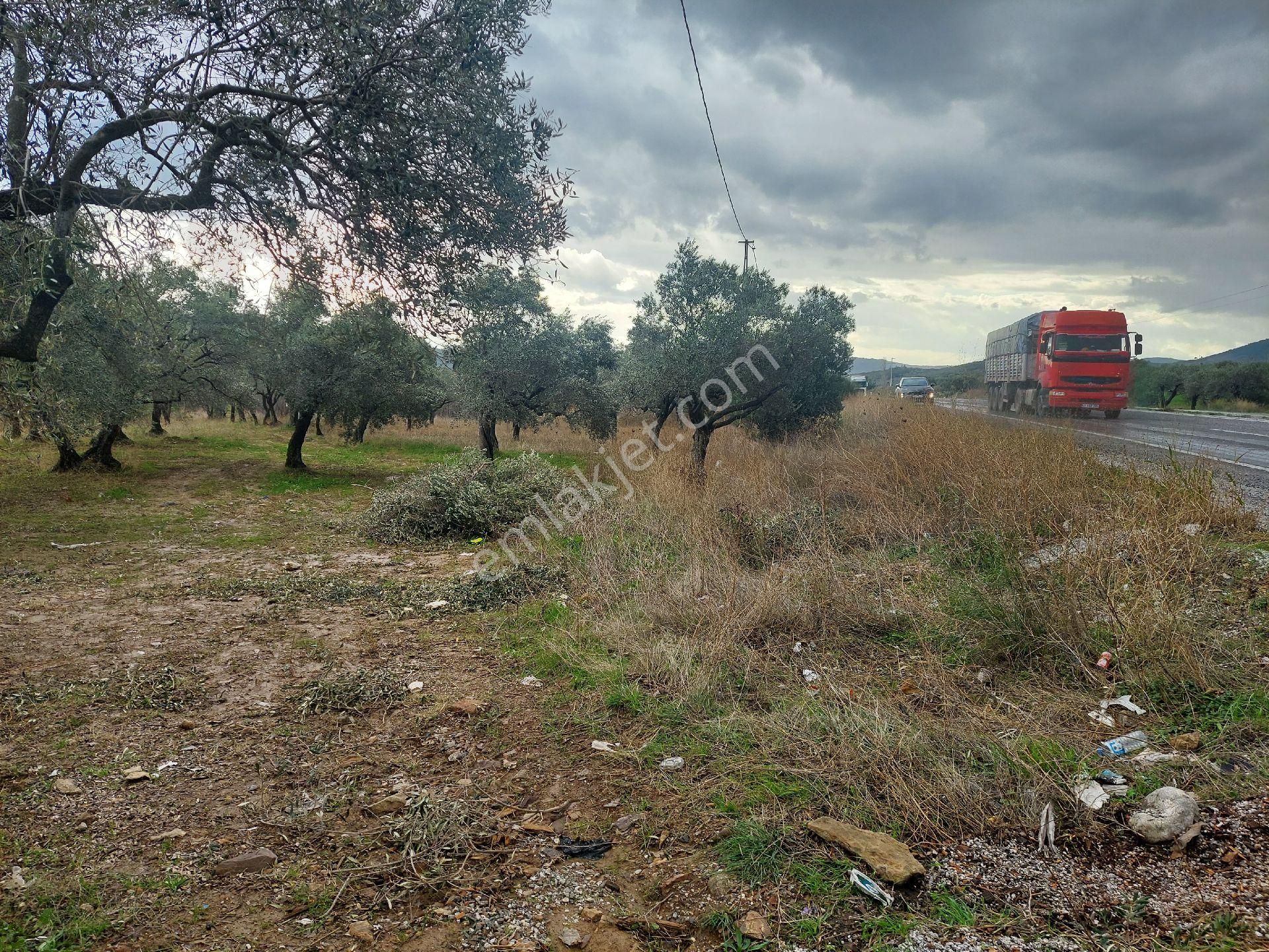 Kemalpaşa Vişneli Satılık Bağ & Bahçe İzmir Kemalpaşa Torbalı Yolu Üzeri Zeytinli Tarla Satılıktır