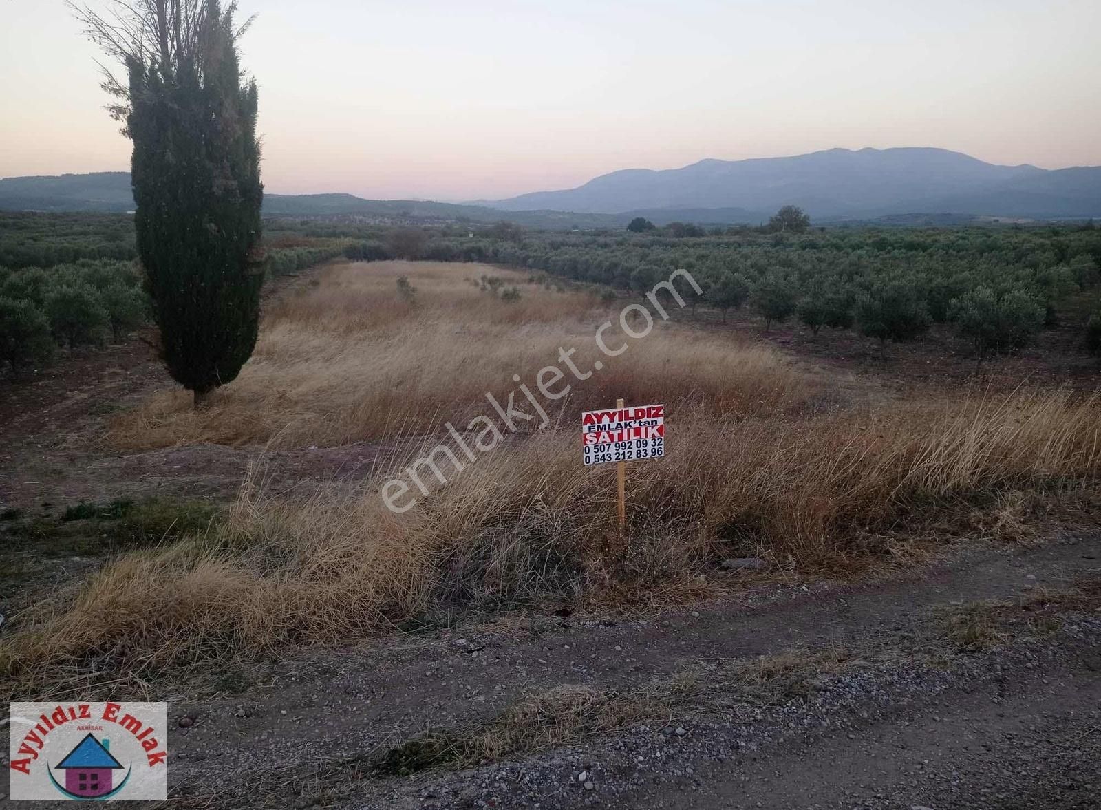 Akhisar Selçikli Satılık Tarla İstanbul Yolu Üstü Tek Tapu Zeytinlik