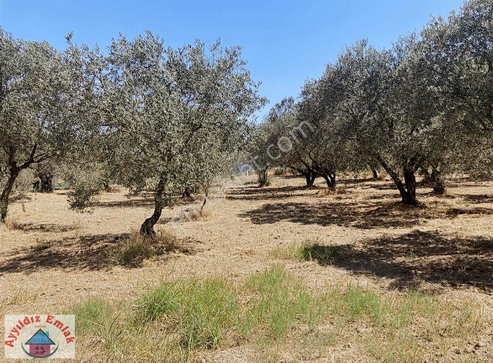 Akhisar Efendi Satılık Zeytinlik Efendi Mahallesi Bilalihabeşi Camiine 700 Metre Uzaklıkta