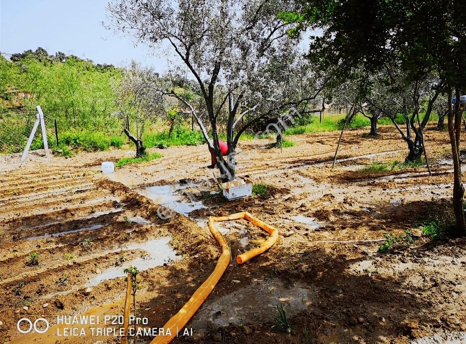 Nazilli İsabeyli Satılık Zeytinlik Fiyat Düştü Hobi Bahçesi