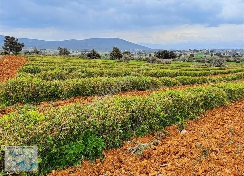 Burdur Merkez İlyas Köyü (Orta) Satılık Tarla Aysa'dan Burdur İlyas Köyü 12 Dönüm Gül Bahçesi Ve Ev