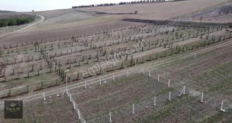 Marmaraereğlisi Yeniçiftlik Satılık Bağ & Bahçe Hazır Tapu Hemen Teslim 300mt2 Hiseli Hobi Bahçeleri Çam Ağaçlı