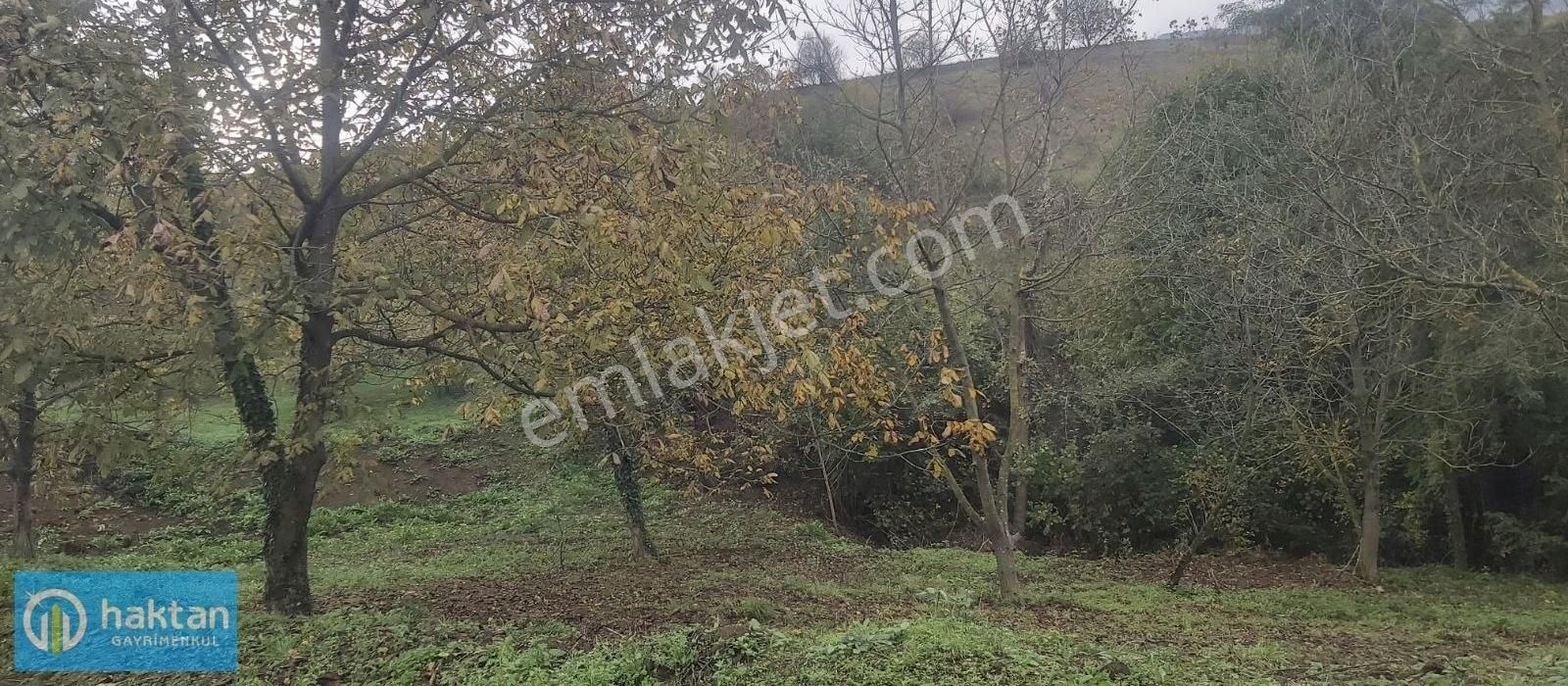 Samsun Canik Adatepe Mhl. Satılık 3350 M2 Cevizlik Ve Bağ Evi - Görsel 3