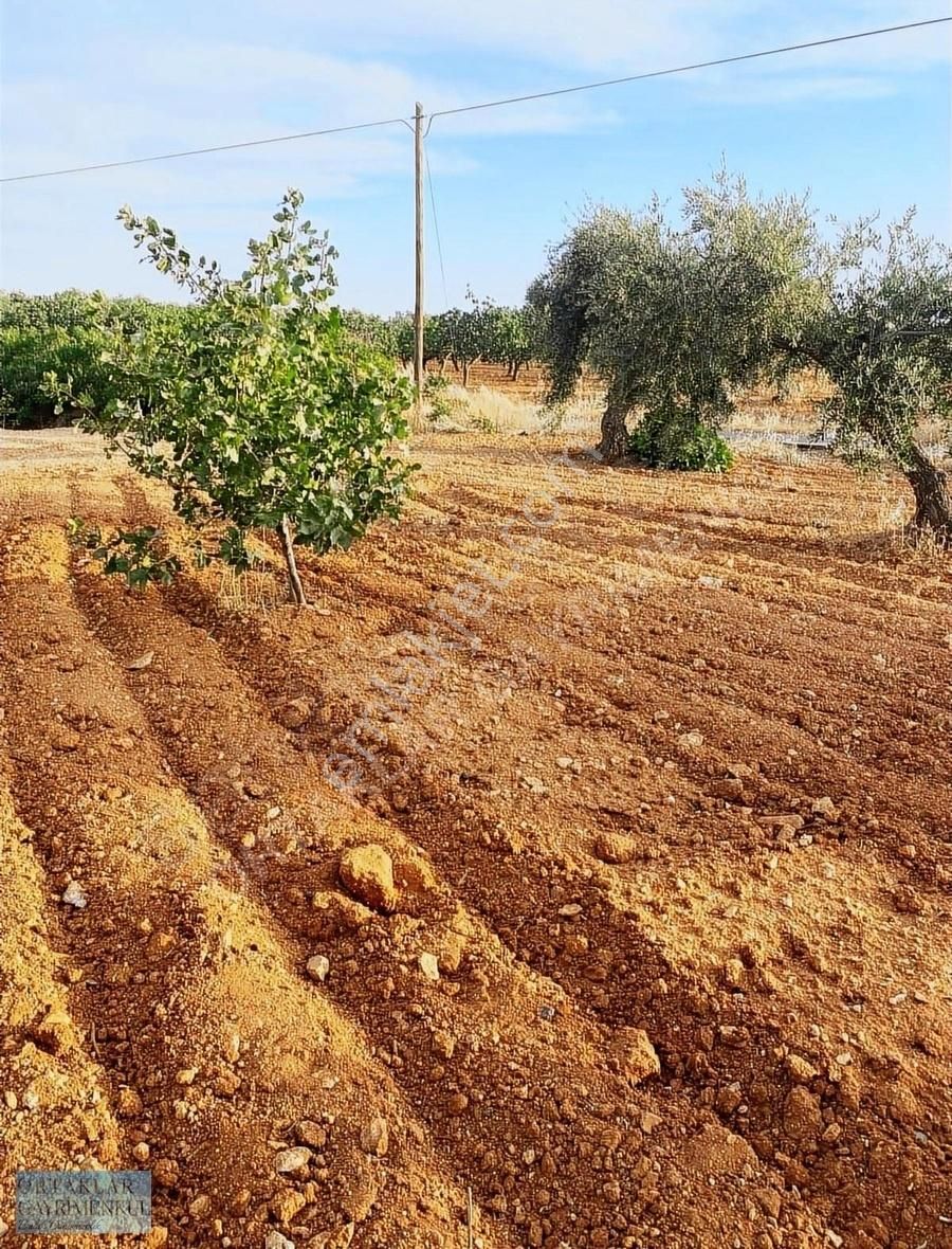 Nizip İstasyon Satılık Tarla Gaziantep Nizip Yolunda Merkezi Konumda Fıstık Arsası