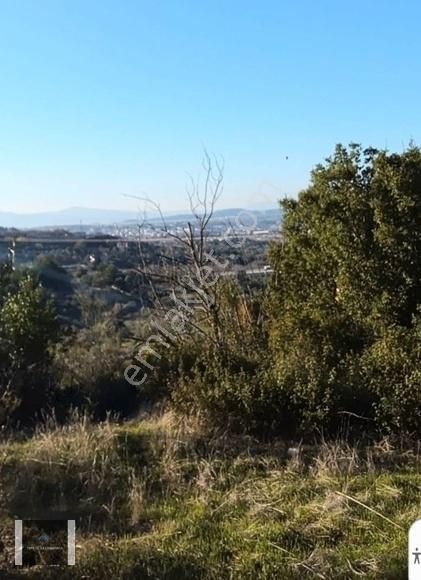 Urla Kekliktepe Çamlar Yeşillikler İçinde 745m2 Tarla - Görsel 5