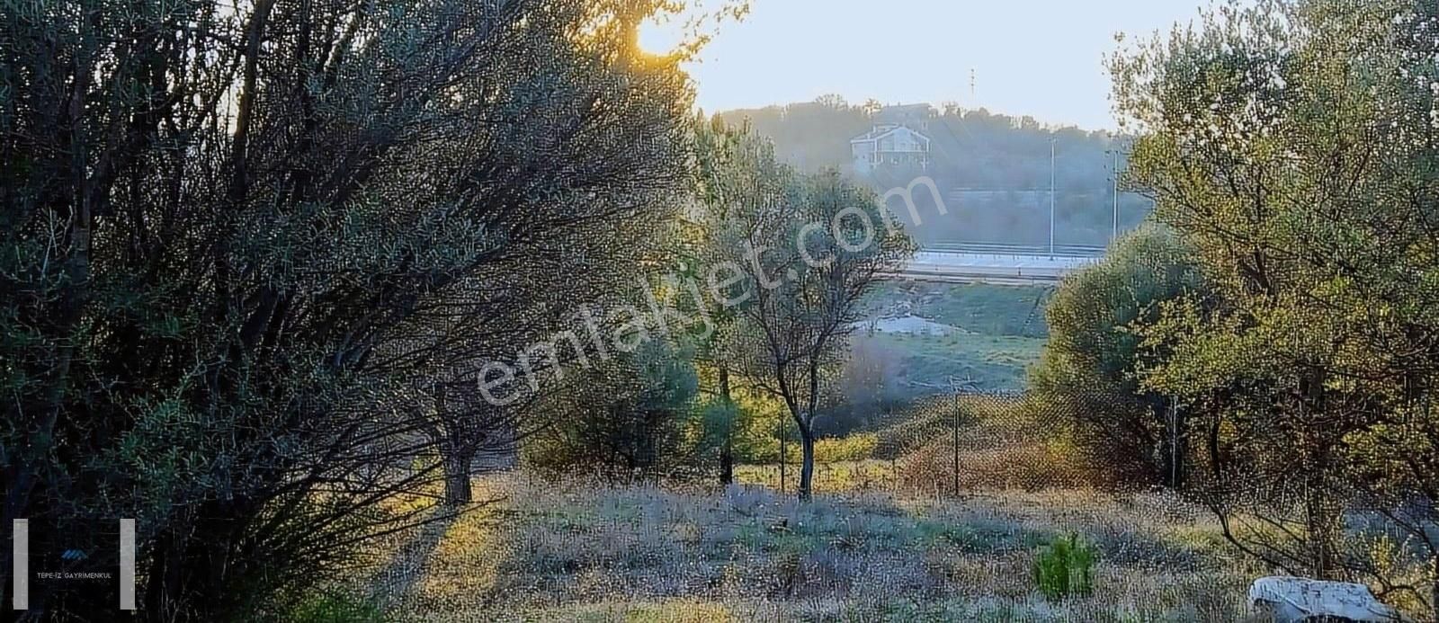 Urla Kekliktepe Çamlar Yeşillikler İçinde 745m2 Tarla - Görsel 4