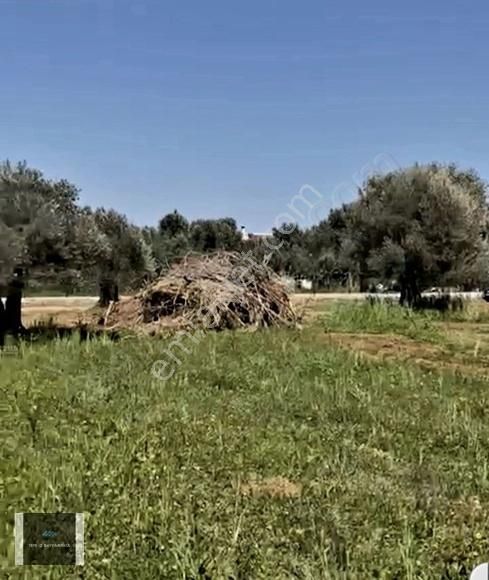 Urla Bademler Gelecektir 6.444 M2 Tarla - Görsel 7
