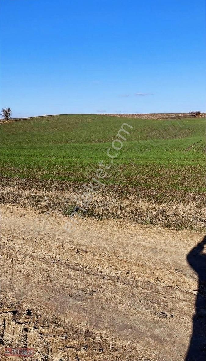 Babaeski Terzili Köyü Satılık Tarla Babaeski Terzili Köyünde Satılık Tek Tapu Tarla