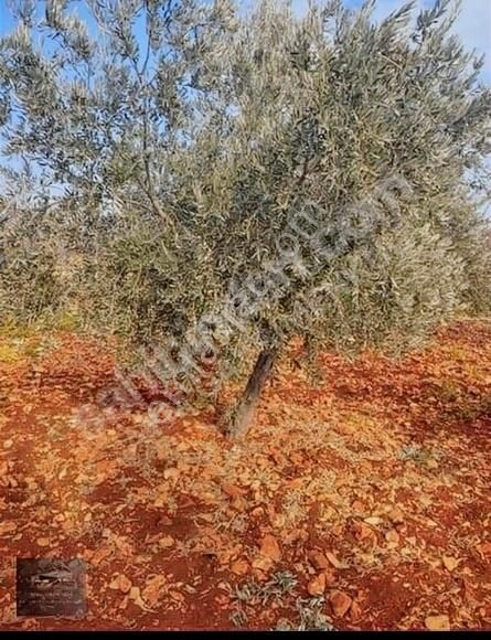 Şahinbey Gülpınar Satılık Tarla Gülpınarda Satlık Küçük Parsel Arazi