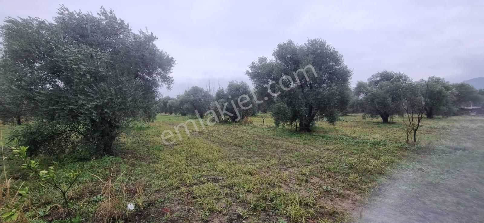 Tombul Emlaktan Aslanlıda Satılık Zeytin Bahçesi - Görsel 8