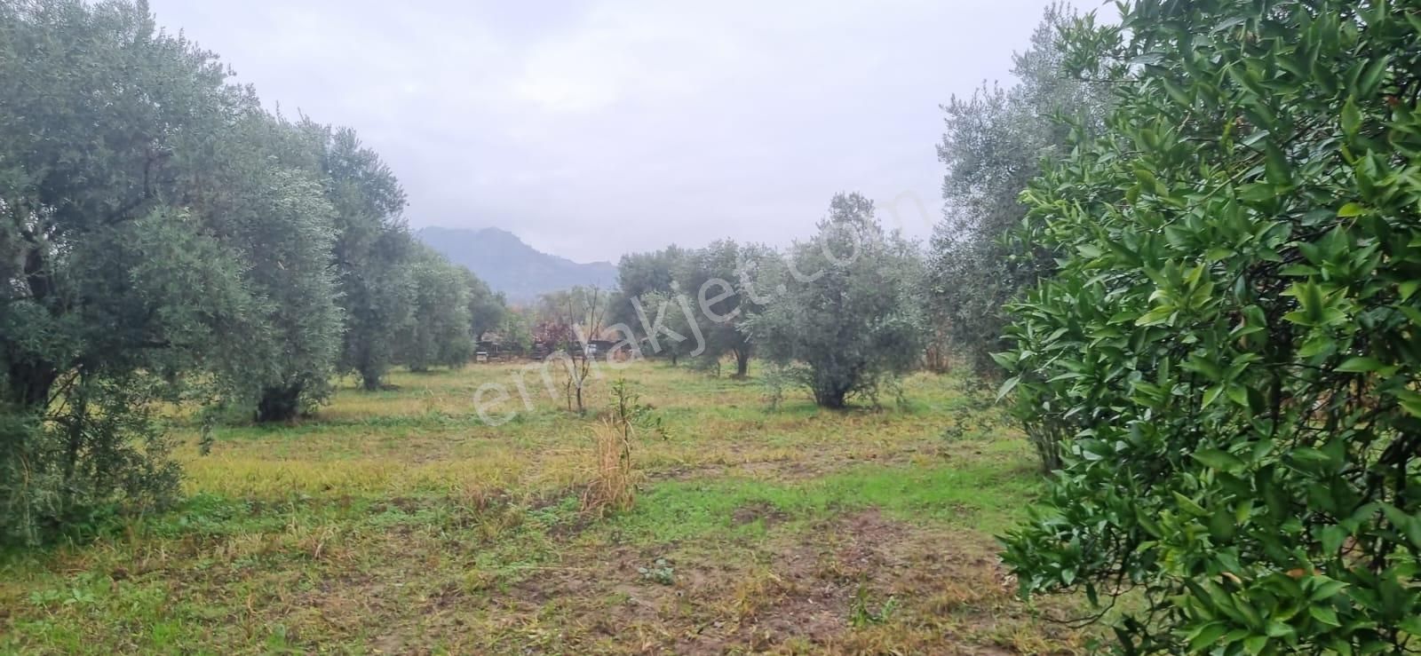 Tombul Emlaktan Aslanlıda Satılık Zeytin Bahçesi - Görsel 9