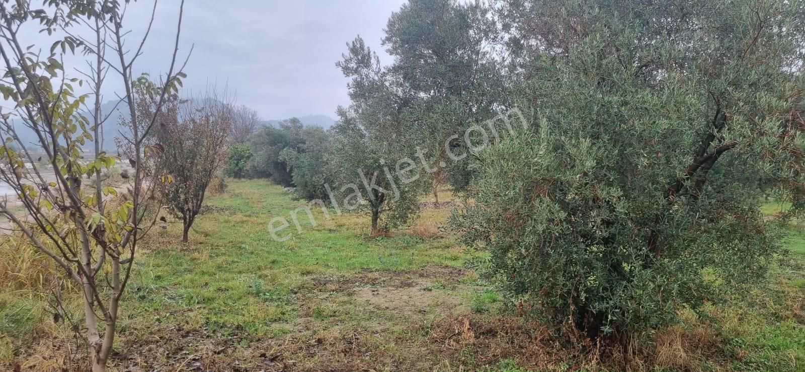 Tombul Emlaktan Aslanlıda Satılık Zeytin Bahçesi - Görsel 13
