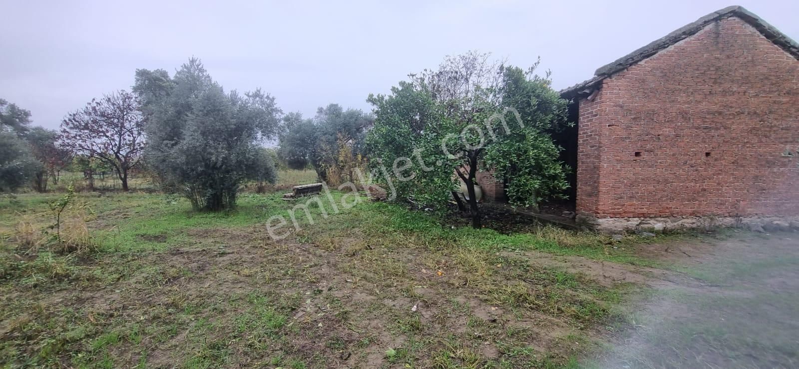 Nazilli Altıntaş Satılık Tarla Tombul Emlaktan Aslanlıda Satılık Zeytin Bahçesi