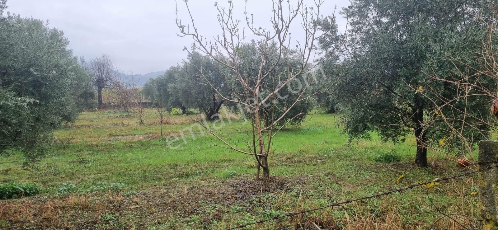 Tombul Emlaktan Aslanlıda Satılık Zeytin Bahçesi - Görsel 10