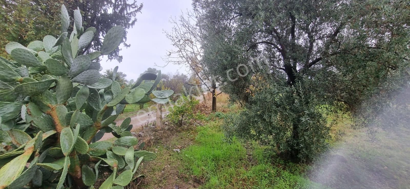 Tombul Emlaktan Aslanlıda Satılık Zeytin Bahçesi - Görsel 4