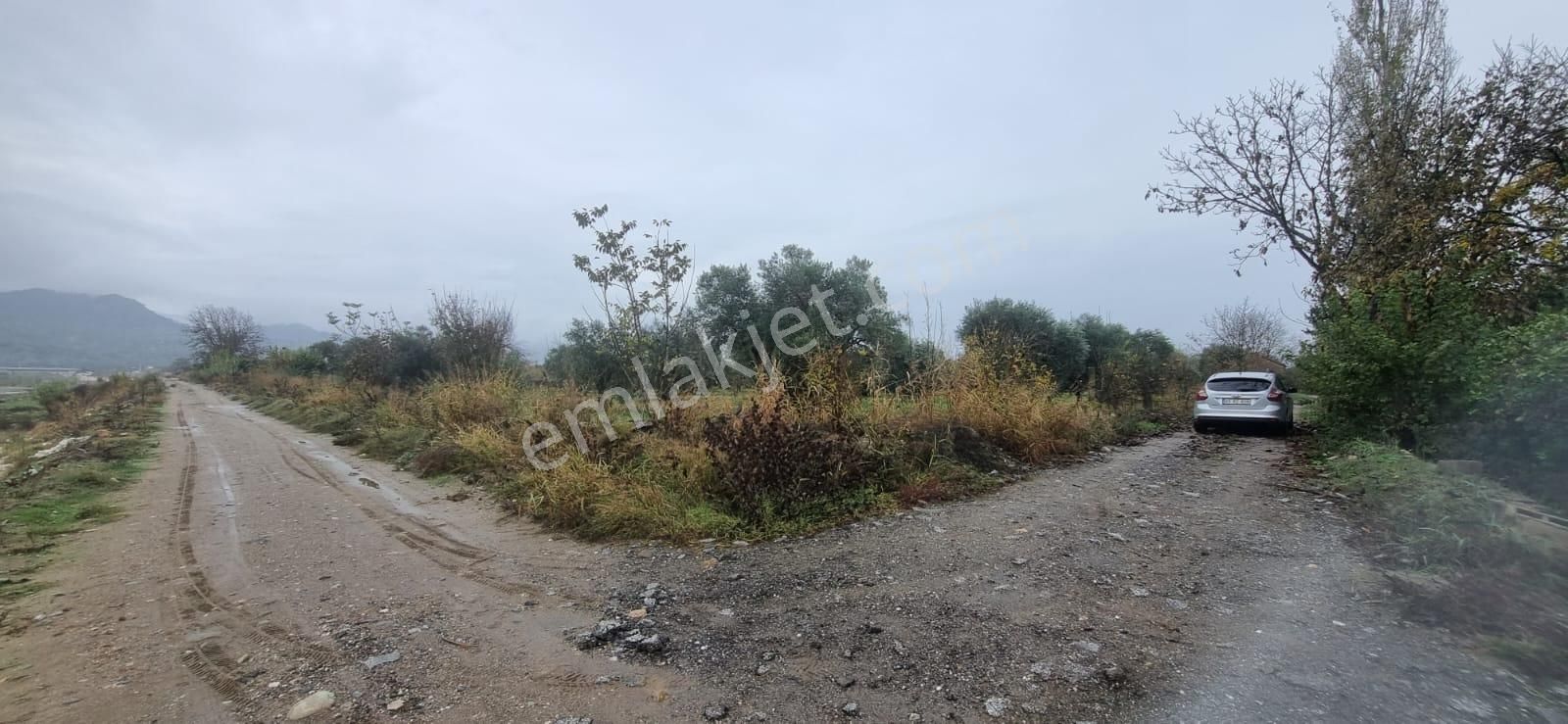 Tombul Emlaktan Aslanlıda Satılık Zeytin Bahçesi - Görsel 15
