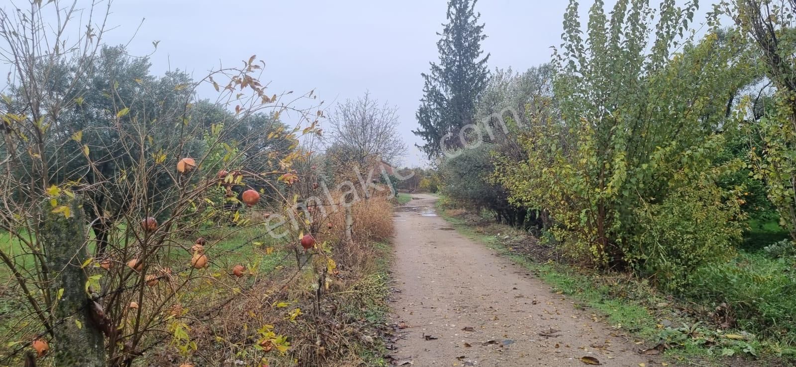 Tombul Emlaktan Aslanlıda Satılık Zeytin Bahçesi - Görsel 14