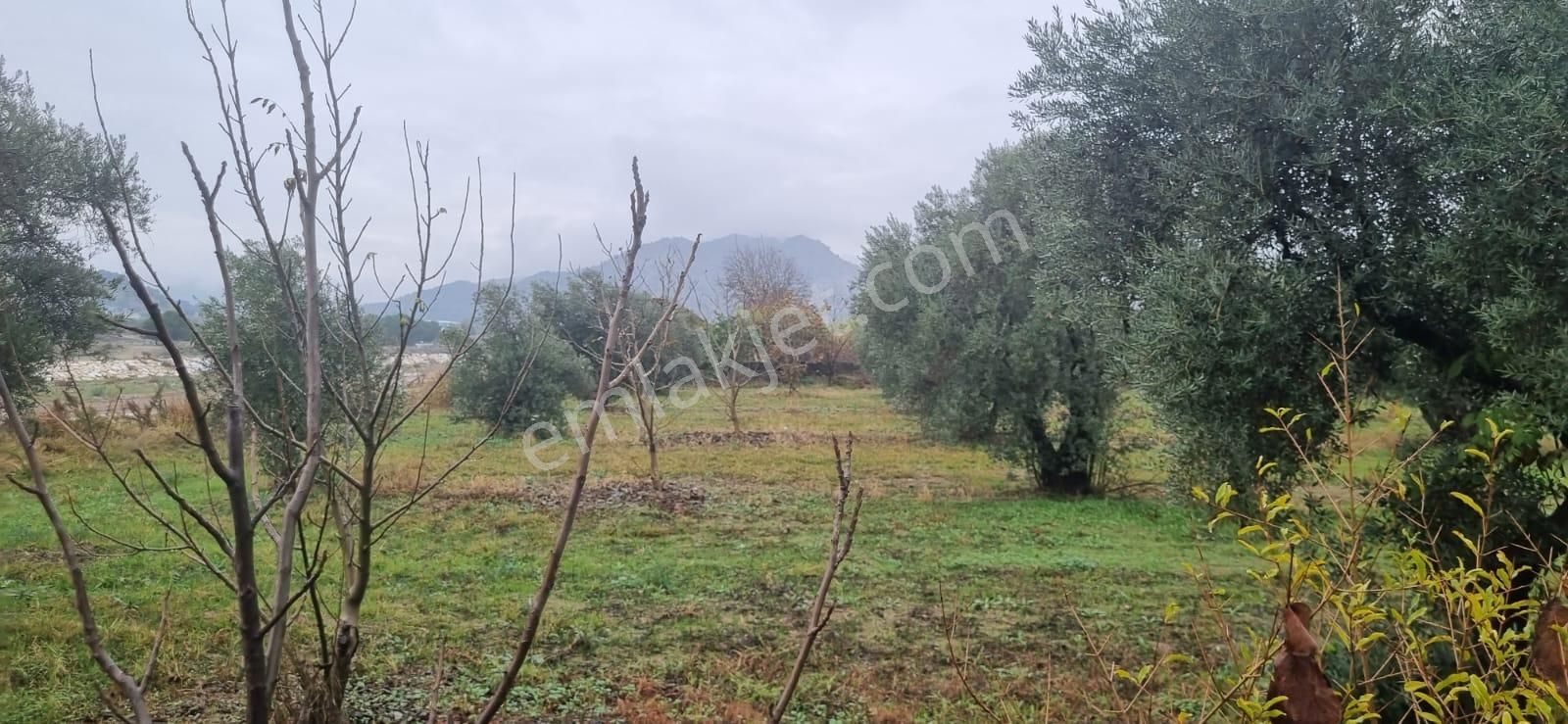 Tombul Emlaktan Aslanlıda Satılık Zeytin Bahçesi - Görsel 11