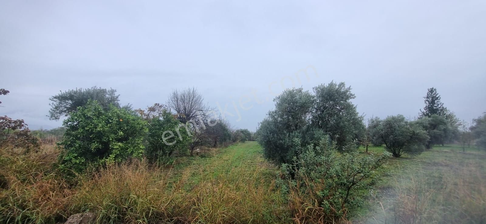 Tombul Emlaktan Aslanlıda Satılık Zeytin Bahçesi - Görsel 3