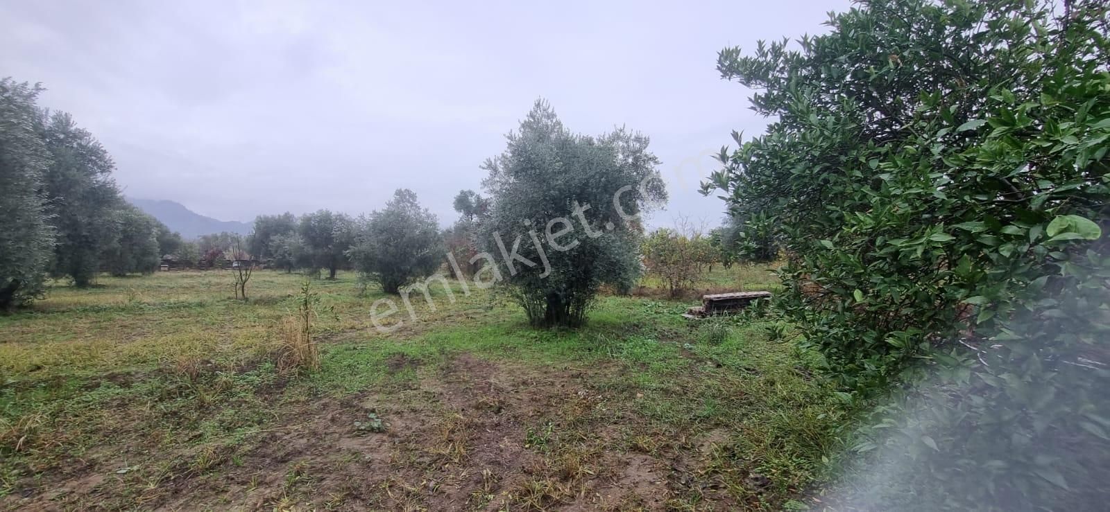 Tombul Emlaktan Aslanlıda Satılık Zeytin Bahçesi - Görsel 7