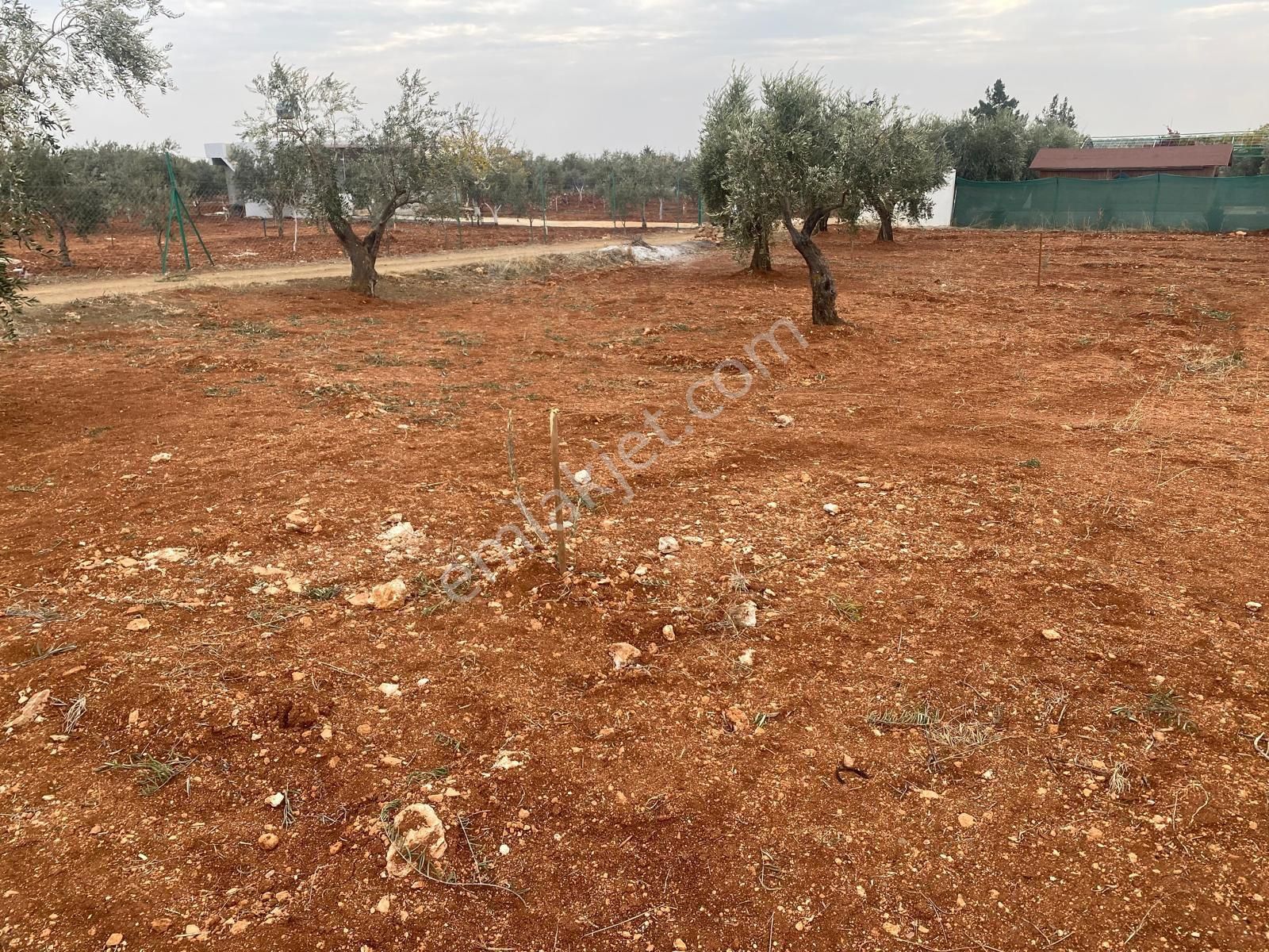 Kilis Merkez Akçabağlar Köyü Satılık Zeytinlik Takas Gayrimenkul 'den Kilis-akçabağlar'da Satılık Zeytinlik..