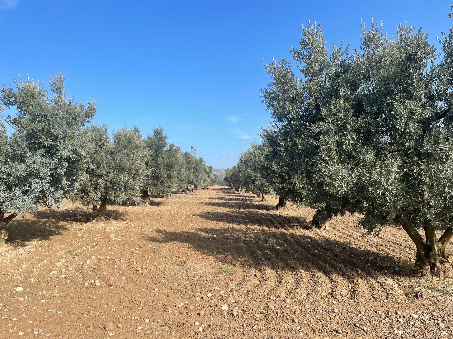 Osmaneli Düzmeşe Köyü Satılık Tarla 6.760m2 Köye Yakın Resmi Yollu Yetişkin Zeytin Bahçesi