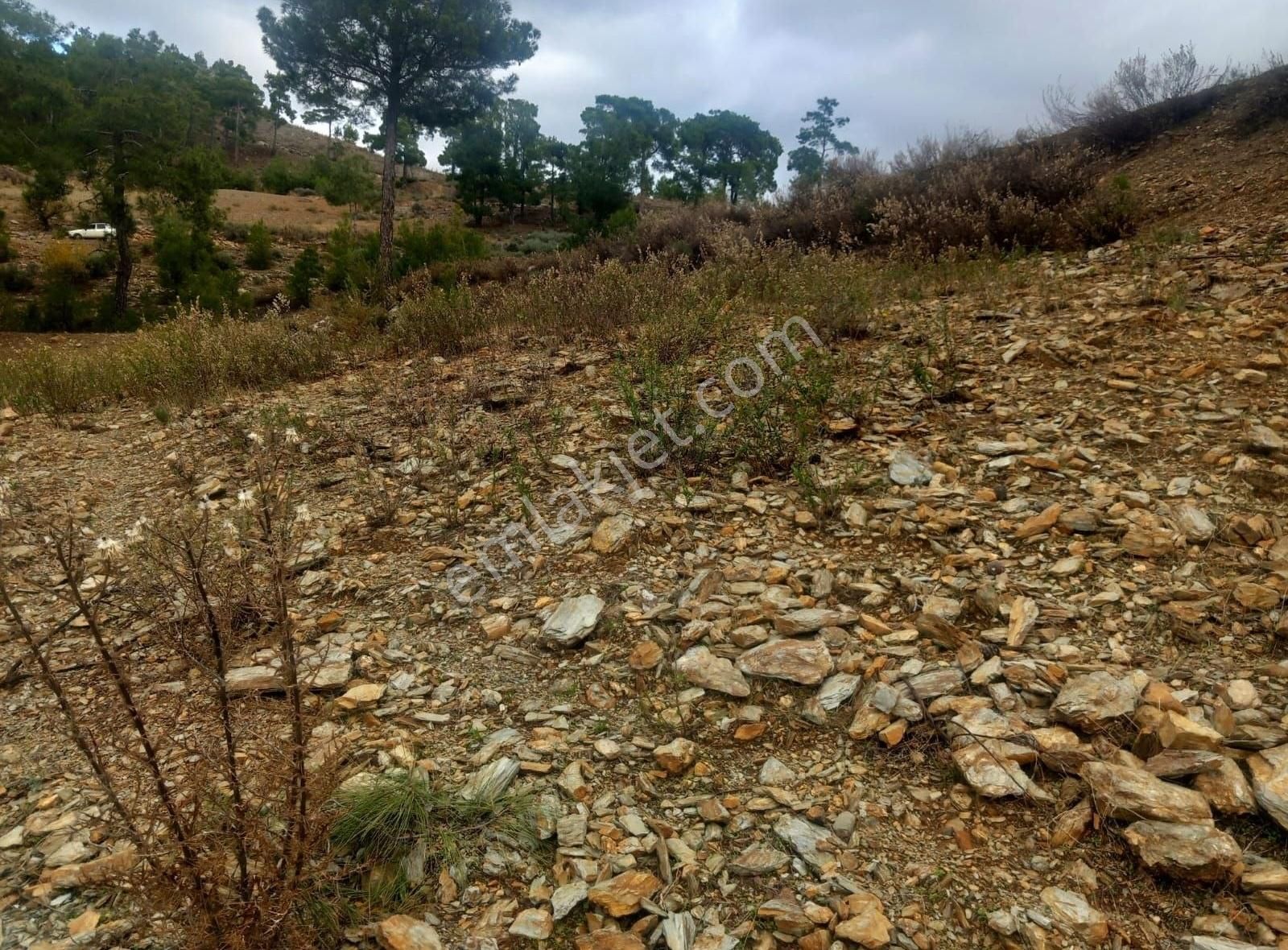 Anamur Çataloluk Satılık Tarla Altun Emlaktan Satılık Anamur Çatalolukta Müstakil Tapulu Tarla