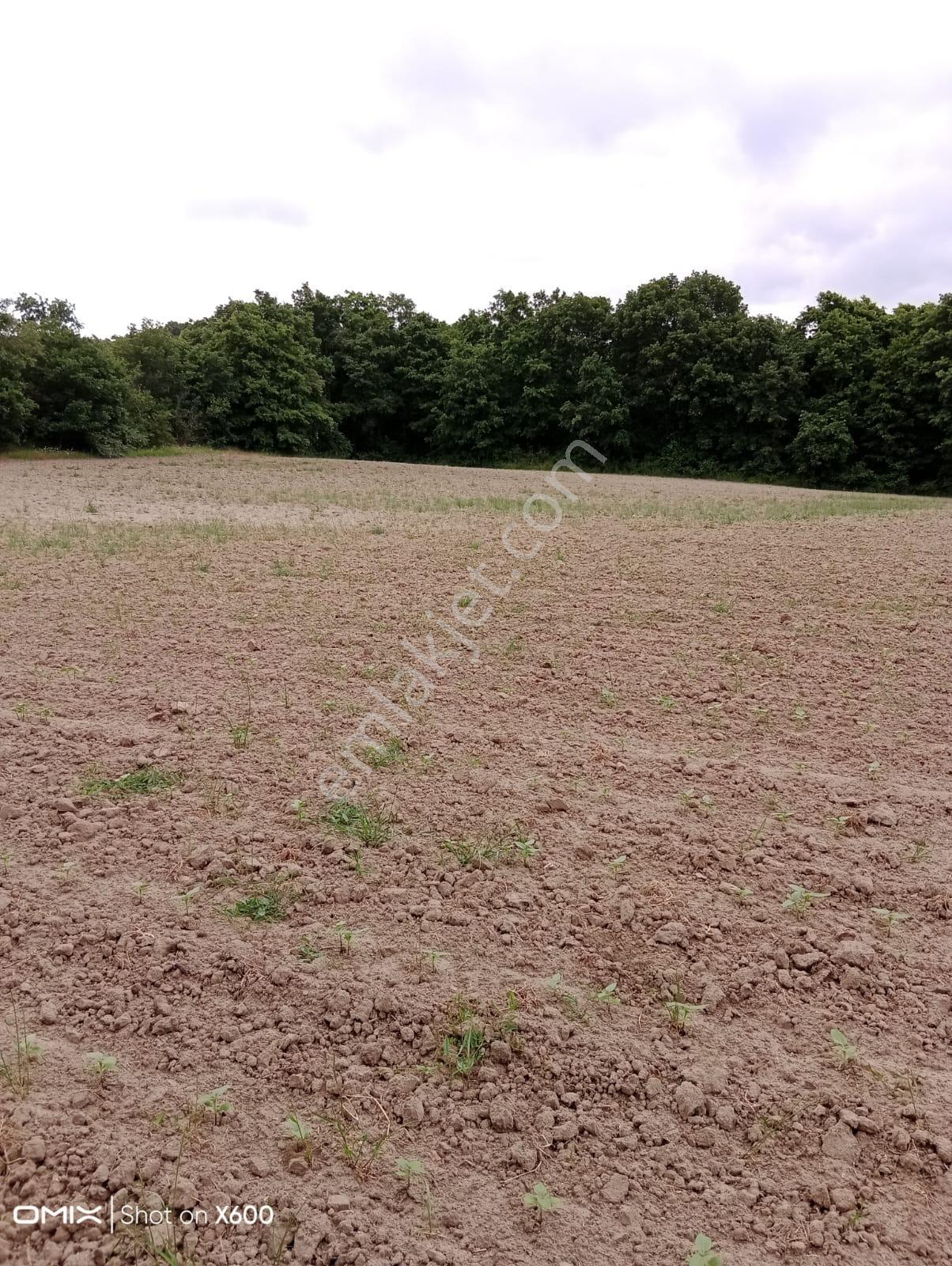 Tekirdağ Kapaklı Pınarça Da Satılık Tarla Mahalleye 500m Mesafe De Orman Manzaralı - Görsel 4