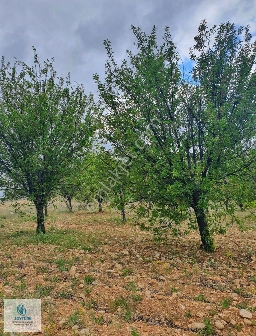 Şuhut Karaadilli Bld. (Erenler) Satılık Bağ & Bahçe Soytürk'den Suhut Karadilli De 3000 M2 Bakımlı Vişne Bahçesi