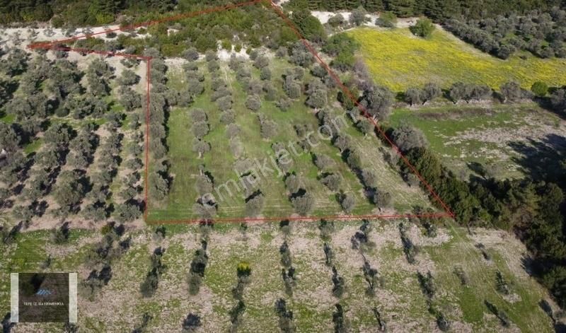 Özbek Burgazda Çamlar İçinde Zeytin Ağaçları Olan 10.079m2 Tarla - Görsel 3