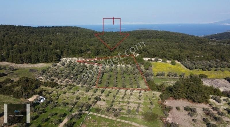 Urla Özbek Satılık Tarla Özbek Burgazda Çamlar İçinde Zeytin Ağaçları Olan 10.079m2 Tarla