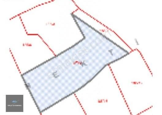 Özbek Burgazda Çamlar İçinde Zeytin Ağaçları Olan 10.079m2 Tarla - Görsel 4